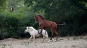 pouliche dressage