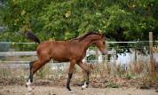 pouliche dressage