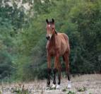 pouliche dressage