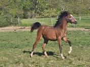 Pouliche arabe 1 an