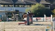 Jument 6 ans par Andiamo Semilly x L'Arc de Triomphe