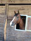 Jument 6 ans par Andiamo Semilly x L'Arc de Triomphe