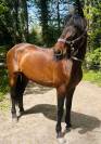 Magnifique jument PRE PP 11ans 