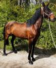 Magnifique jument PRE PP 11ans 