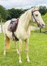 Magnifique jument cruzado 6ans 