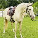 Magnifique jument cruzado 6ans 