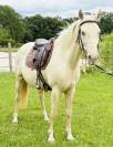 Magnifique jument cruzado 6ans 