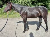 Poulain 2025 - PRE x OLD