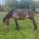Jument de trait Belge inscrite
