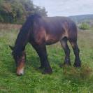 Jument de trait Belge inscrite