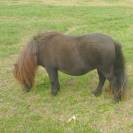 Jument Shetland avec p&eacute;digr&eacute;e 