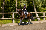 Caballo castrado Caballo de Deporte Alem&aacute;n En venta 2021 Negro