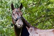 Caballo castrado Caballo de Deporte Alem&aacute;n En venta 2021 Negro