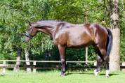 Caballo castrado Caballo de Deporte Alem&aacute;n En venta 2021 Negro