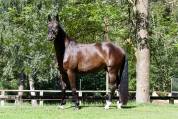 Caballo castrado Caballo de Deporte Alem&aacute;n En venta 2021 Negro