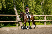 Caballo castrado Caballo de Deporte Alem&aacute;n En venta 2021 Negro