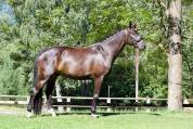 Caballo castrado Caballo de Deporte Alem&aacute;n En venta 2021 Negro