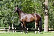 Caballo castrado Caballo de Deporte Alem&aacute;n En venta 2021 Negro