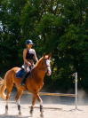 Top cheval amateur