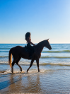 Top cheval amateur