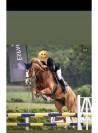 Top cheval amateur