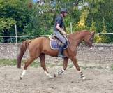 Hongre de 7 ans, +- 1m66, bwp, par Nixon vh Meulenhof