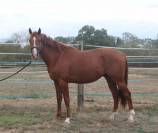 M&acirc;le de 3 ans. Origines prestigieuses de dressage