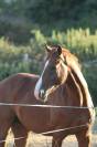 M&acirc;le de 3 ans. Origines prestigieuses de dressage