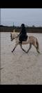 Jument Camargue