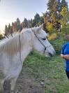 Jument Camargue