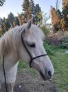 Jument Camargue