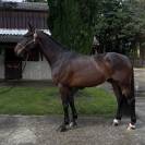Cheval de qualit&eacute; &agrave; tout petit prix. 