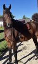 Cheval de qualit&eacute; &agrave; tout petit prix. 