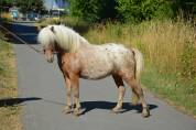 Jument silver appaloosa de 95 cm