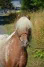 Jument silver appaloosa de 95 cm