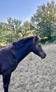 Pouliche NFC noire 