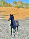 Pouliche NFC noire 
