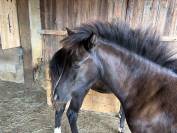 Jolie pouliche NFC noire 