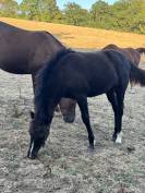 Jolie pouliche NFC noire 