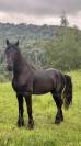 Frison oc - entier 2ans 