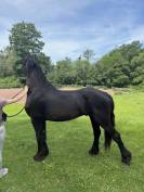Frison oc - entier 2ans 