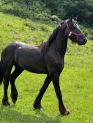 Frison oc - entier 2ans 