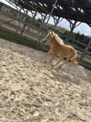 Pouliche 2 ans et demi 