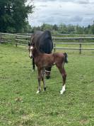 Foal KWPN Dressage - Par Franklin et Olivi