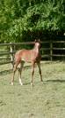 Foal KWPN Dressage - Par Franklin et Olivi