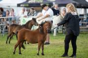 Cheval miniature am&eacute;ricain bai