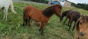 Cheval miniature am&eacute;ricain bai