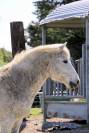Ponette de loisir
