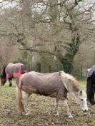 Ponette de loisir