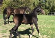 Foal SF Cornet's Prinz tr&egrave;s bonne souche